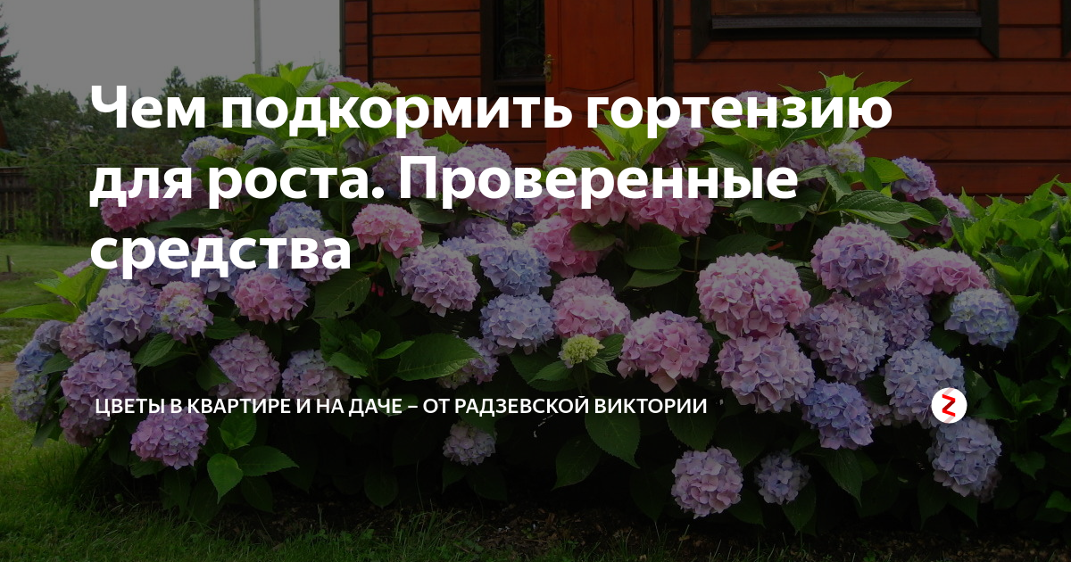 Чем подкормить гортензию в июле. Подкормка гортензии метельчатой. Схема удобрений для метельчатой гортензии. Чемподкормить гортензии. Подкормить метельчатую гортензию.