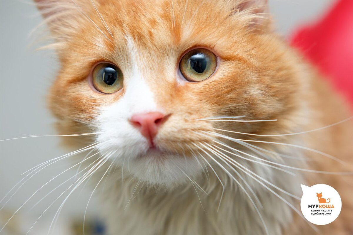 Кот Оксфорд, 1 год . Найден около подъезда. Спокойный, внимательный, ласковый.