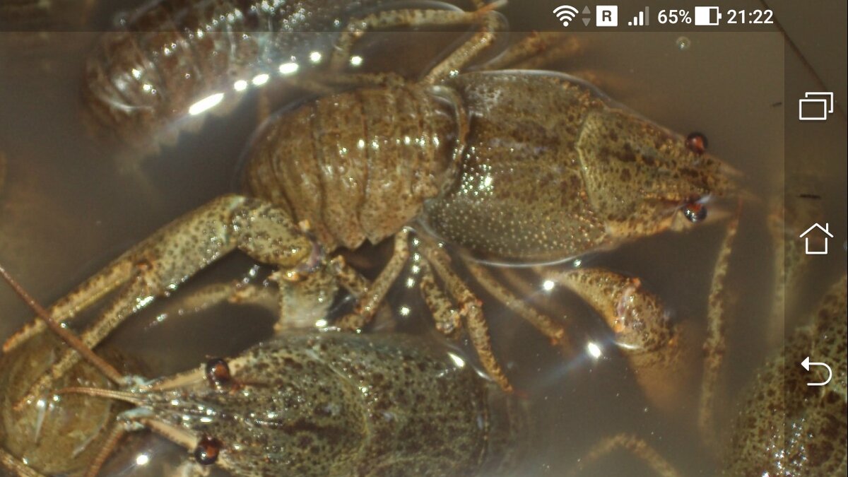 фото ловля рака в воде
