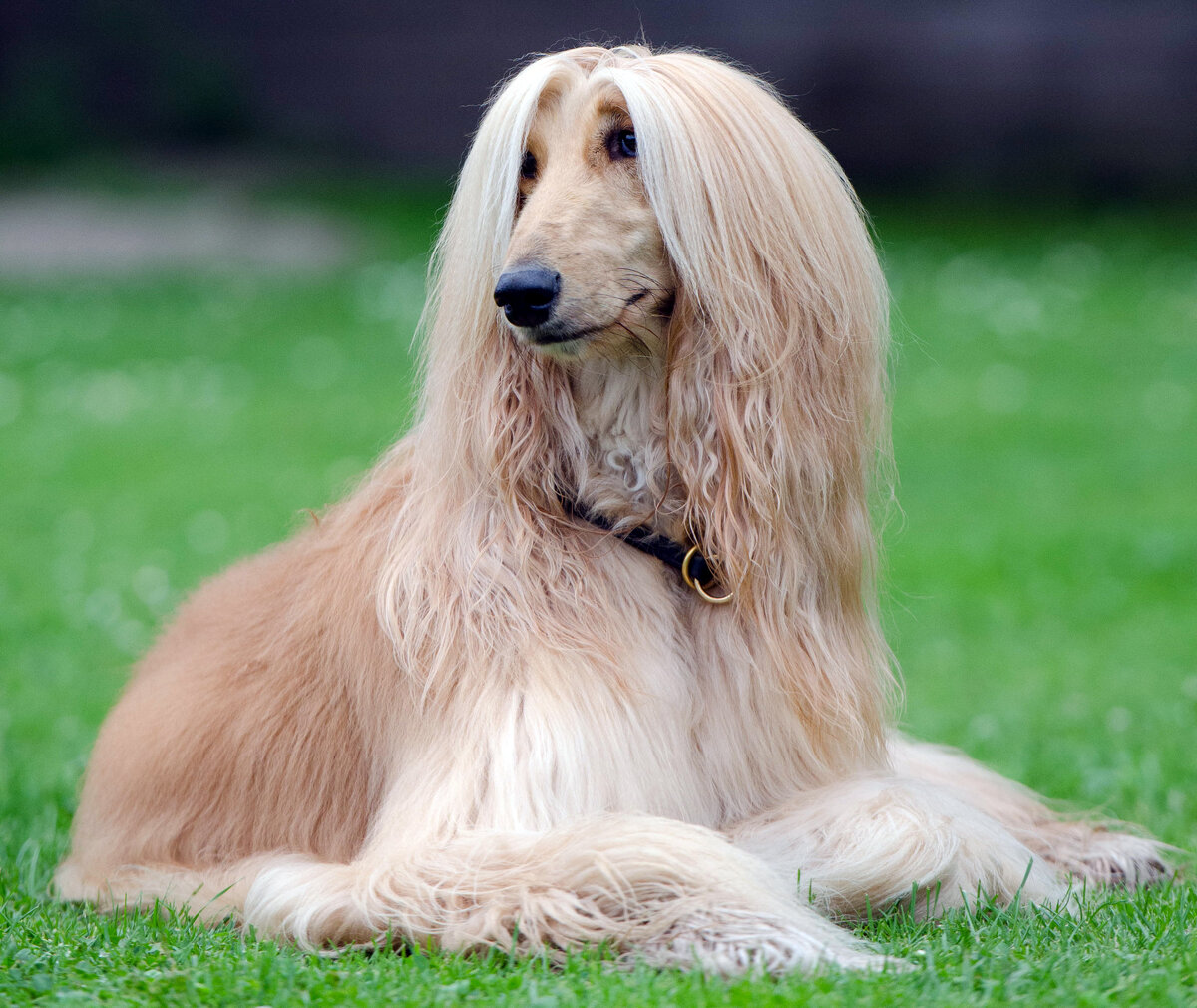 Афганская борзая - настоящий аристократ