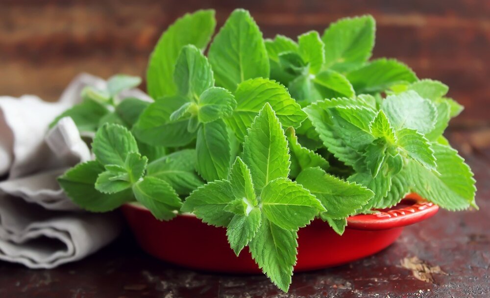 Мята отлично отпугивает котов