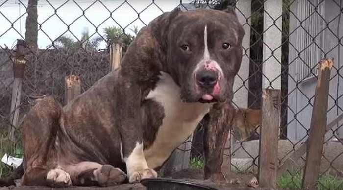 Скриншот/ Hope For Paws — Official Rescue Channel/ youtube.com