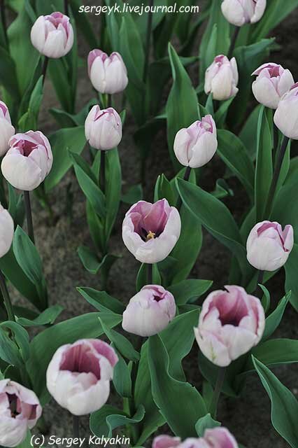 Тюльпан Jacuzzi