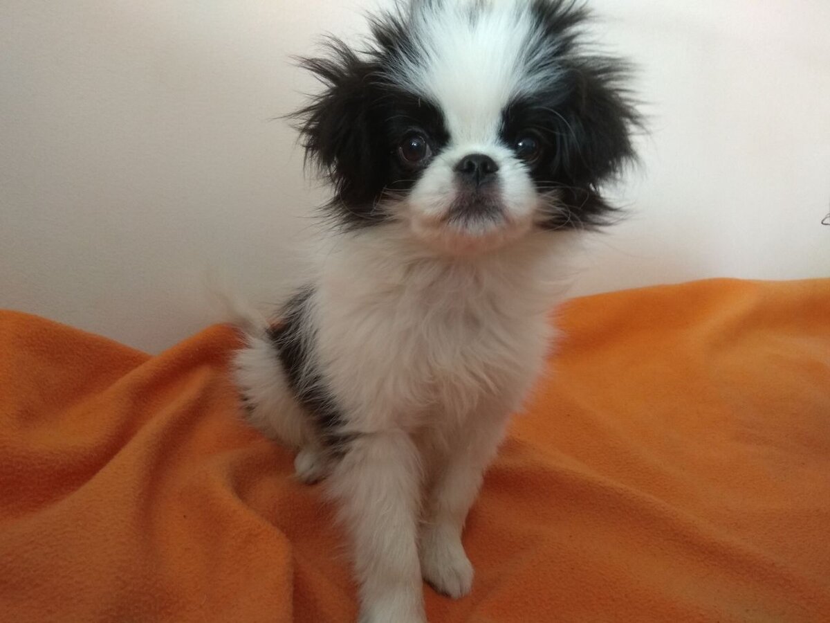 Как можно было устоять