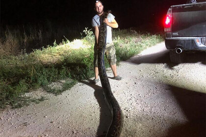 В округе Майами-Дейд американского штата Флорида убит темный тигровый питон рекордных размеров. Об этом сообщается в пресс-релизе программы истребления питонов управления водных ресурсов Южной Флориды. 
Длина пресмыкающегося достигала 5,3 метра, а вес составлял 54 килограмма. Такую крупную змею в Южной Флориде добыли впервые. За все время существования программы истребления питонов охотникам попались только три особи длиной более 17 футов (5,18 метра).

Темные тигровые питоны обитают в Юго-Восточной Азии. Длина типичного темного тигрового питона составляет 3,7 метра, однако встречаются экземпляры длиной до 5,74 метра.

Представители этого вида попали во Флориду не более 30 лет назад. Они расплодились в регионе Эверглейдс, занимающем южную четверть полуострова, и принялись истреблять местную фауну. О нападениях на людей пока не сообщалось. Власти штата неоднократно устраивали конкурсы для охотников, призванные сократить поголовье инвазивного вида. В этом году в рамках программы истребления питонов удалось убить 1859 особей.

В апреле сообщалось, что темные тигровые питоны двинулись в направлении густонаселенных областей Флориды и все чаще встречаются за пределами Эверглейдса.