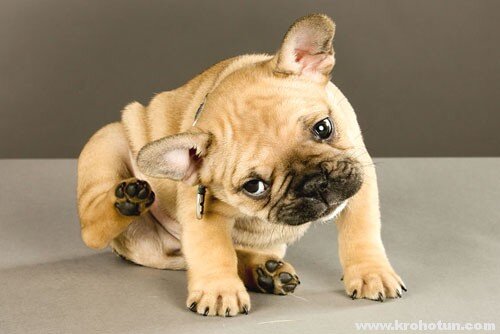 Источник фото: http://www.krohotun.com/veterinariya/dermatit-u-sobak.html