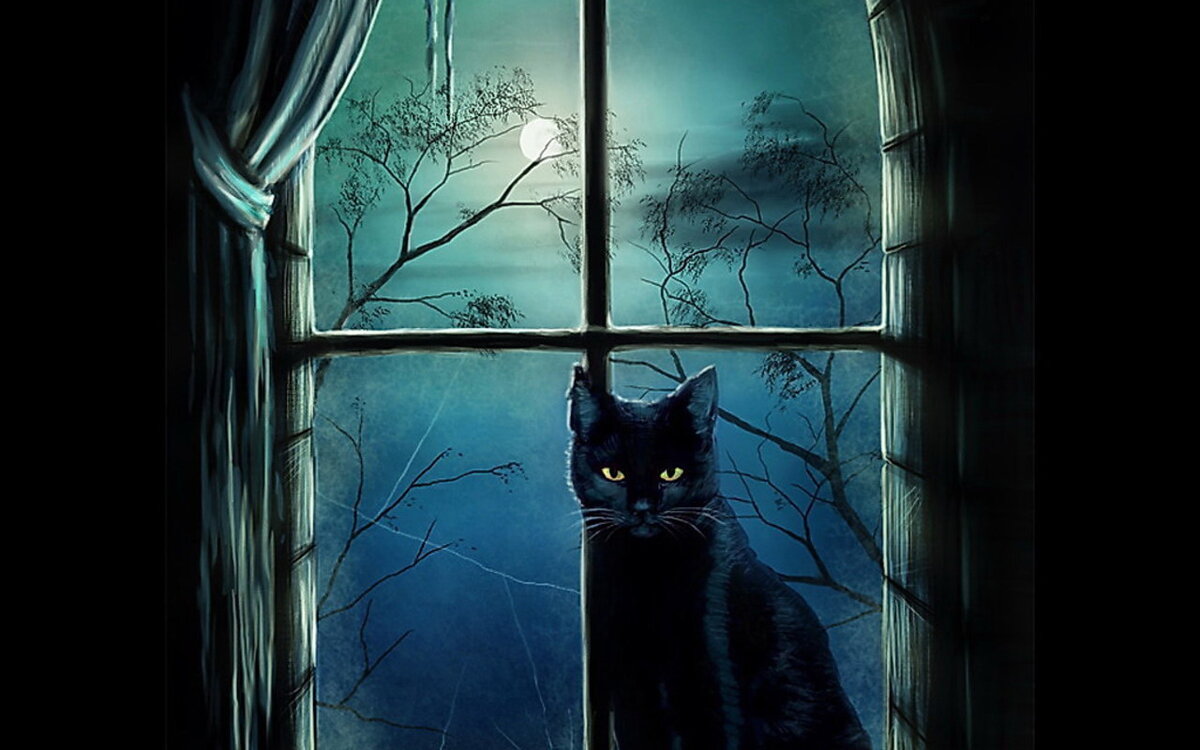 Кошка на окне ночью