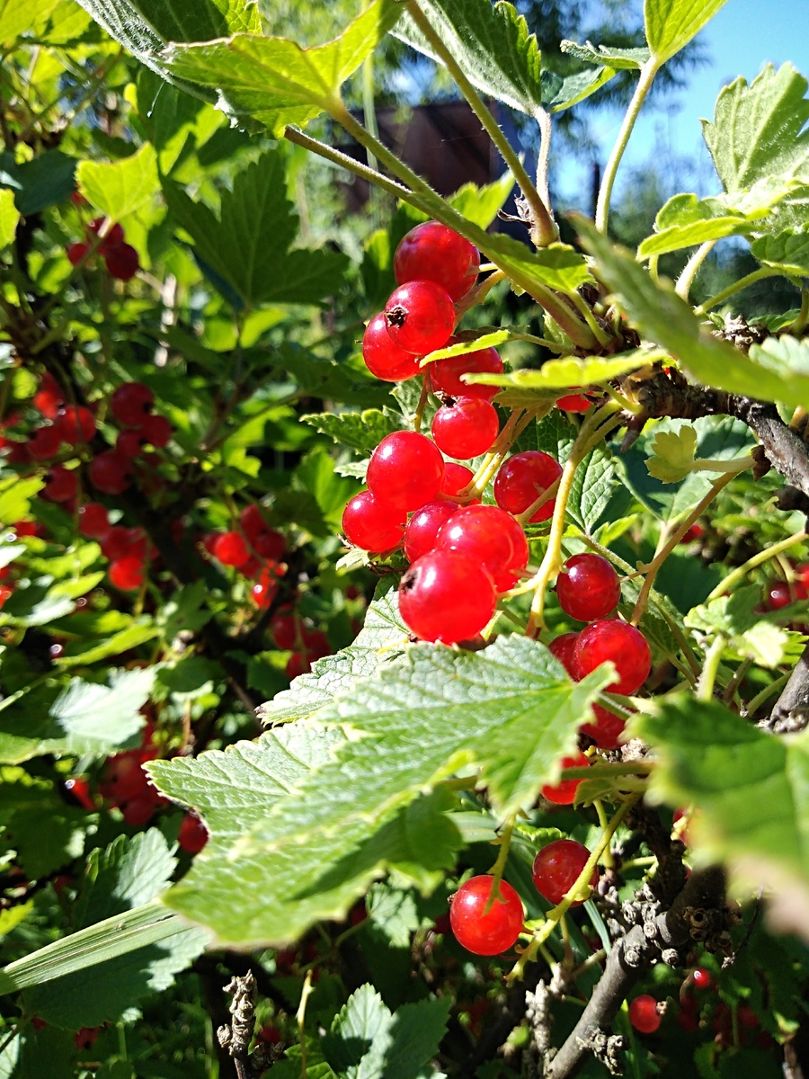 Краснаяя смородина