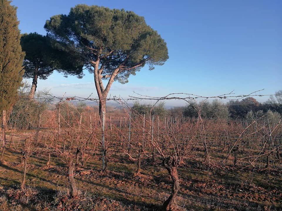 Виноградники Boscarelli в январе.
