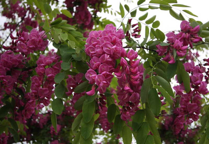 Робиния лжеакация пурпурная Robinia pseudoacacia ‘Purple Robe’