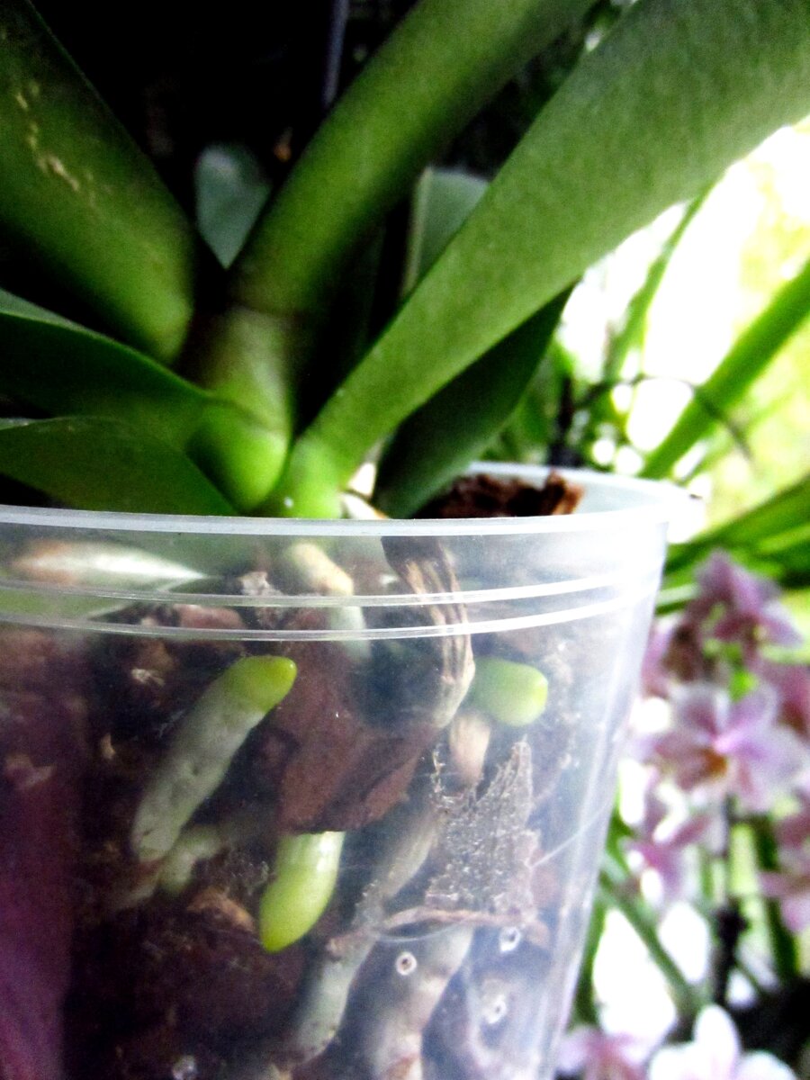 Если непритязательный вид пластикового горшка не нравится, поставьте его в декоративное кашпо, диаметр которого чуть больше.