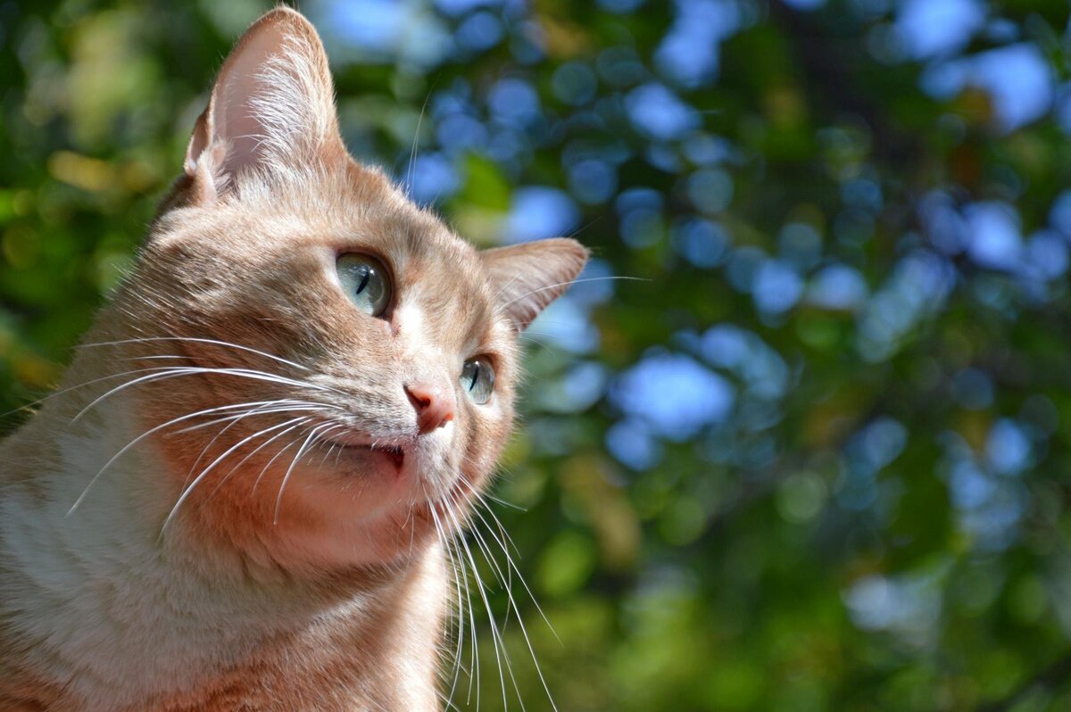 Птички там, птички тут и свитстят, и поют! А у бедного кота закружилась голова...