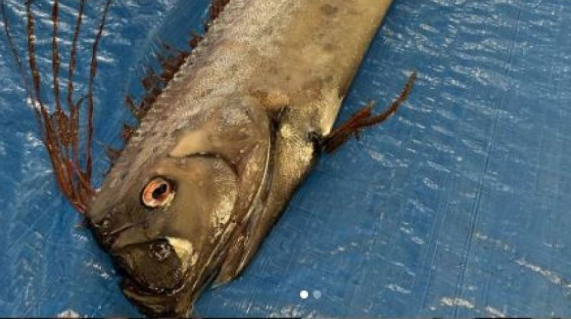 Рыба, найденная на этой неделе, измеряется длиной в четыре метра