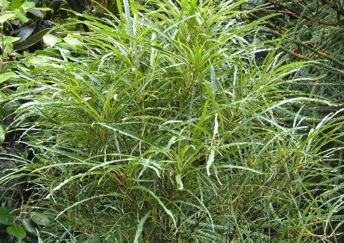  
Крушина узкоколонновидной формы (файн лайн) отличается еще более тонкими, длинными волнообразными листьями. Крушина непритязательна. Длина корней этого деревца, в два-три раза больше длины самого стебля, поэтому растение способно прокормить себя даже на самых бедных почвах. Холода кустарник переносит без особых проблем, поэтому укрытие растению не требуется.