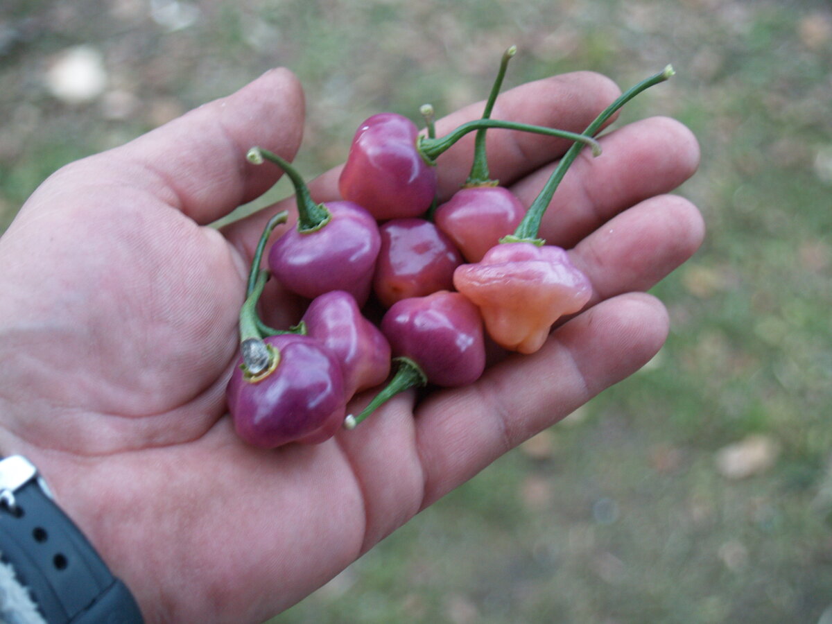 Острый перец cheiro Roxa