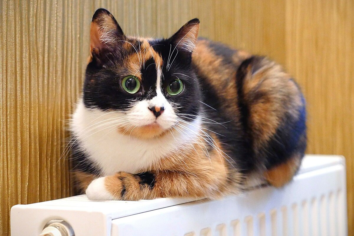 Slivki show. Slivki show куки. Котик куки сливки шоу. Кот из Slivki show. Slivki show куки котенок.