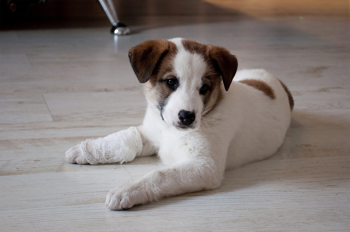 Аляска с катетером в лапке во время лечения. Ей тут 3 месяца