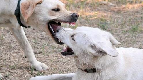  Фото с сайта Dogtime.com