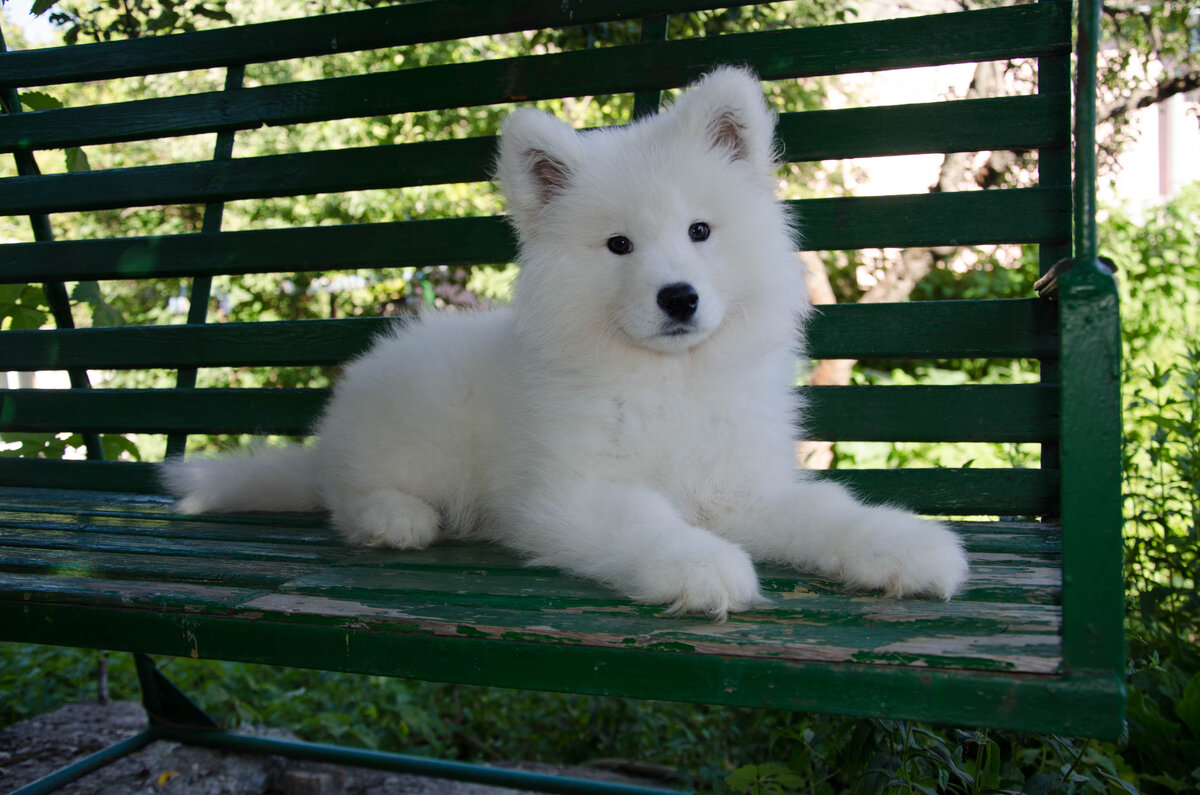 Щенок самоеда 