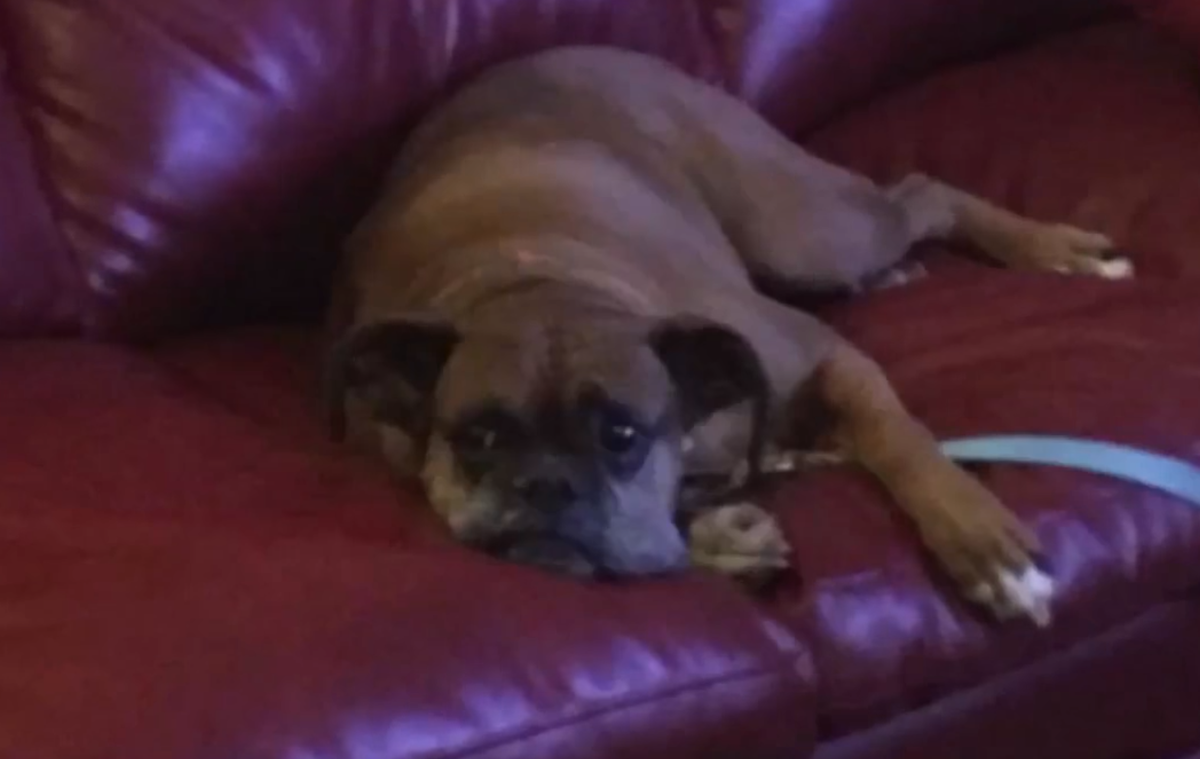 Семейная фотография Зоуи