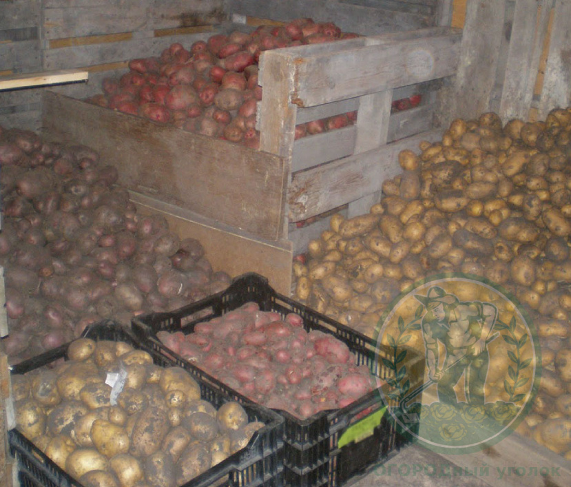 Подписывайтесь на канал и прокачивайте свой огород!)