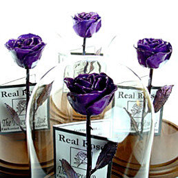 Почему «вечная» роза возможна?