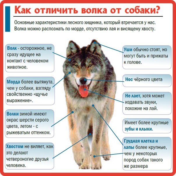 как отличить собаку от волка по внешнему виду
