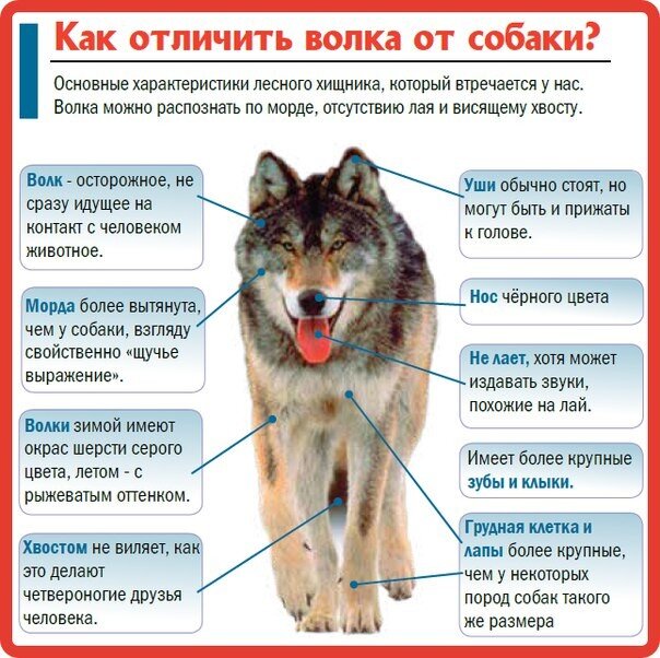 Сравнение волка и собаки