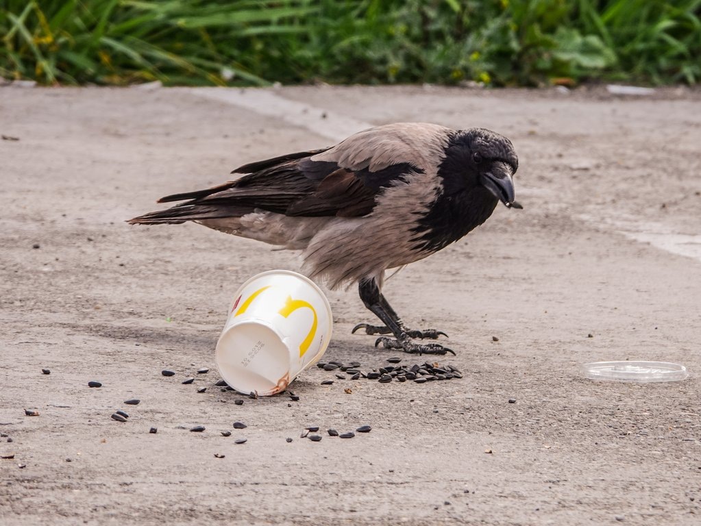 Что будет, если уронить стаканчик с семечками.
