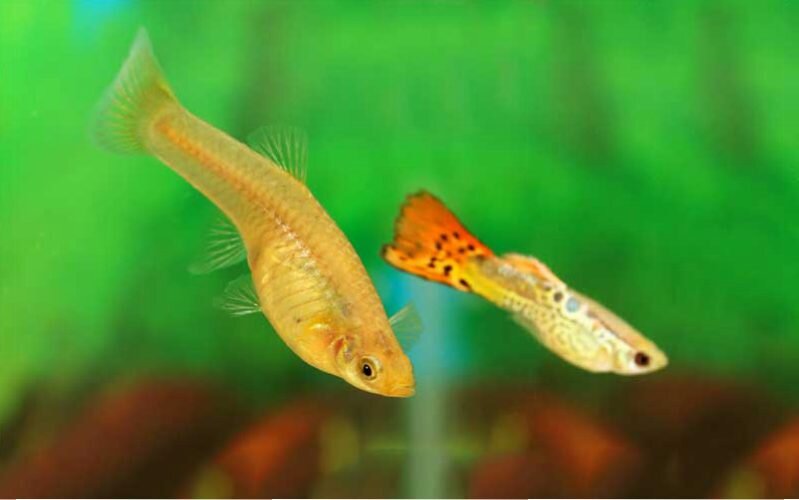 Источник фото: fish-guppy.com