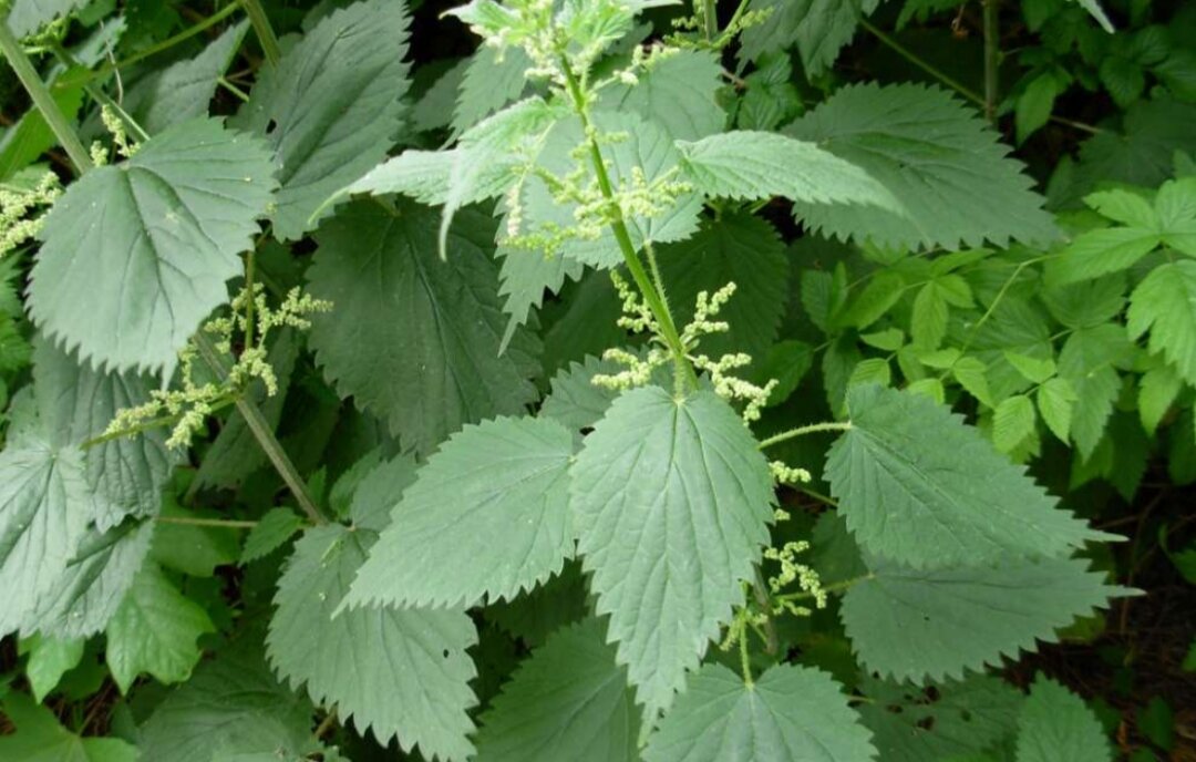 Крапива -единственное средство от целлюлита 