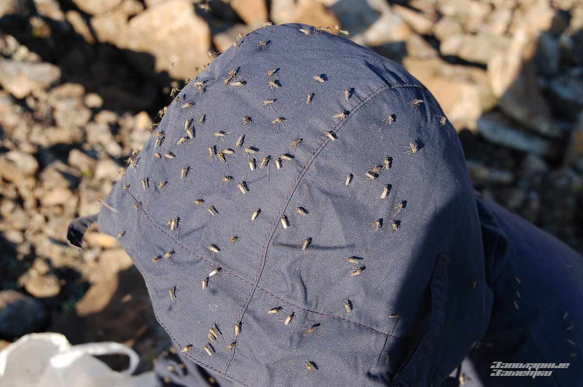 Гнус-лайт — только комар, без мошки и слепней. Это можно сказать курорт