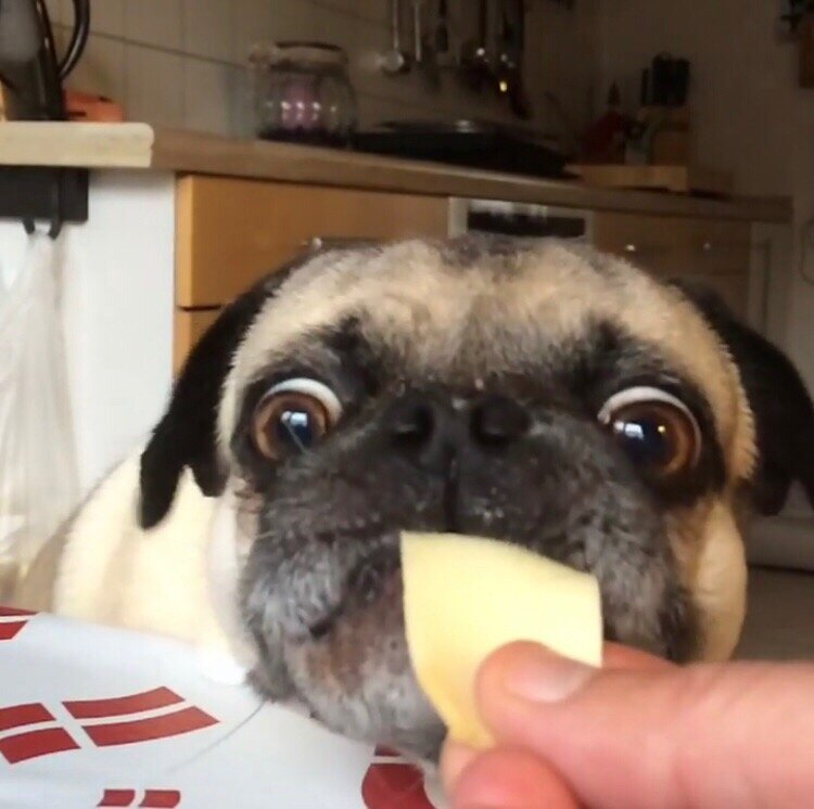 Буся - сырный наркоман