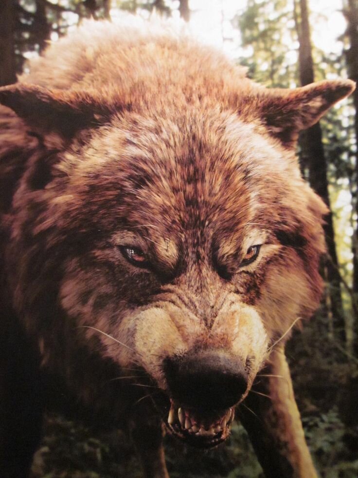 Фото из сети Интернет