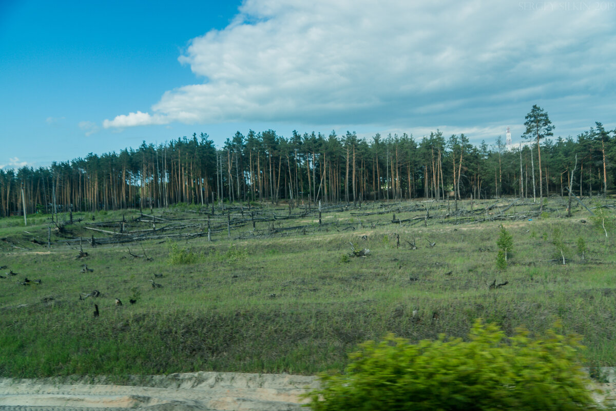 Подмосковные леса.