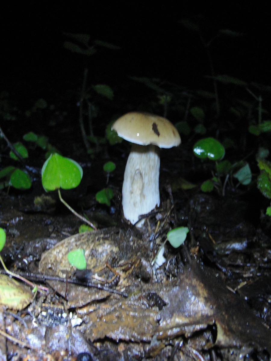 первый белый 2019.