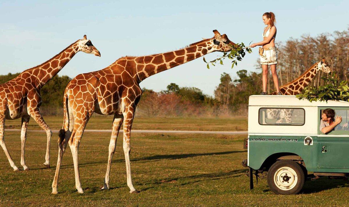    Жираф – это млекопитающее из отряда парнокопытных. Жираф является самым высоким животным на планете. Жираф – умное и миролюбивое животное, которое знакомо нам с детства.-2