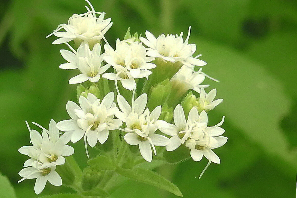 В стевии содержатся вещества, которые в 300-400 раз слаще сахара