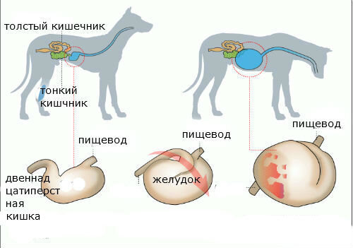 острое расширение желудка у собак. живот немецкой овчарки. метеоризм у собаки. после родовая еклапсия у собак. асцит брюшной полости у собаки.