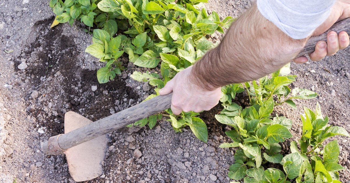 Оптимальные сроки окучивания картофеля