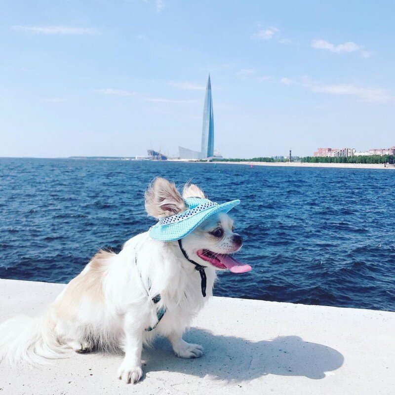 Фото by Хоя Сан https://www.instagram.com/p/Bzc3WhdoaZK/