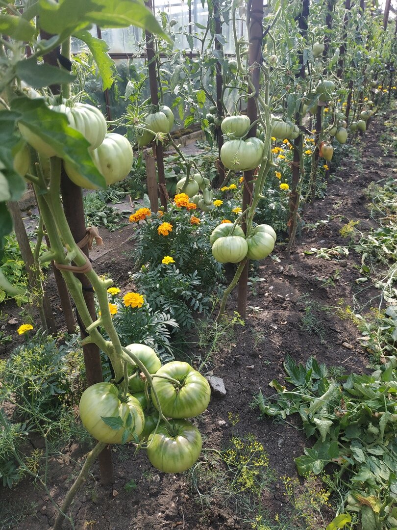 сорт Кардинал