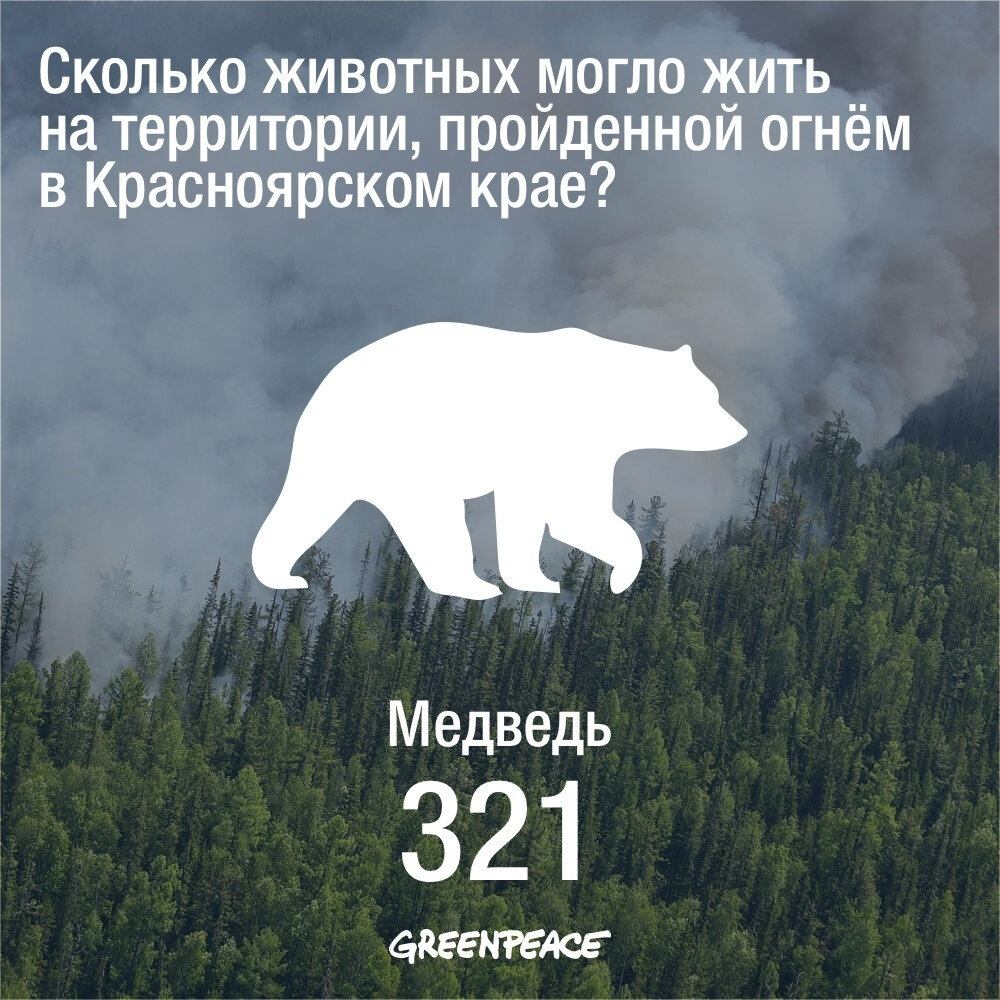 Животные после пожара травы. Сколько животных умерли. Сколько животных умерли. Сгоревшие животные в тайге. Коалы после пожара в австралии.