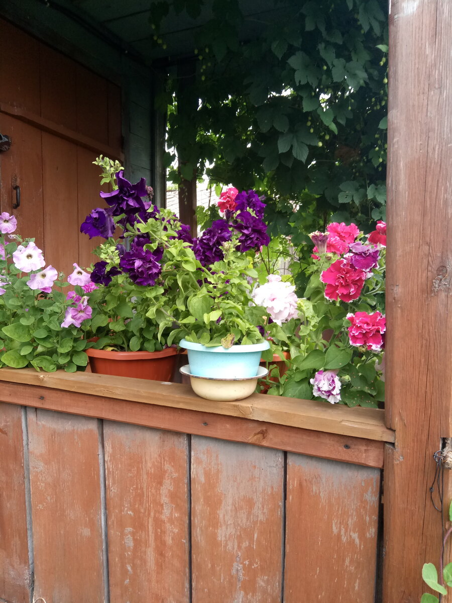 Петунии. Август 2019.