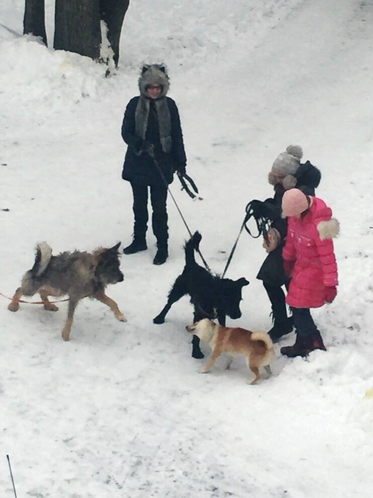  Собаки обмениваются опытом