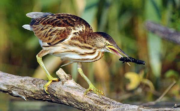 Источник фото: stalkram.net