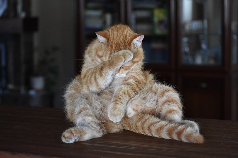 Изображение взято с сайта pixabay.com