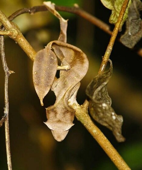 Геккон Лист сатаны (Мадагаскар)