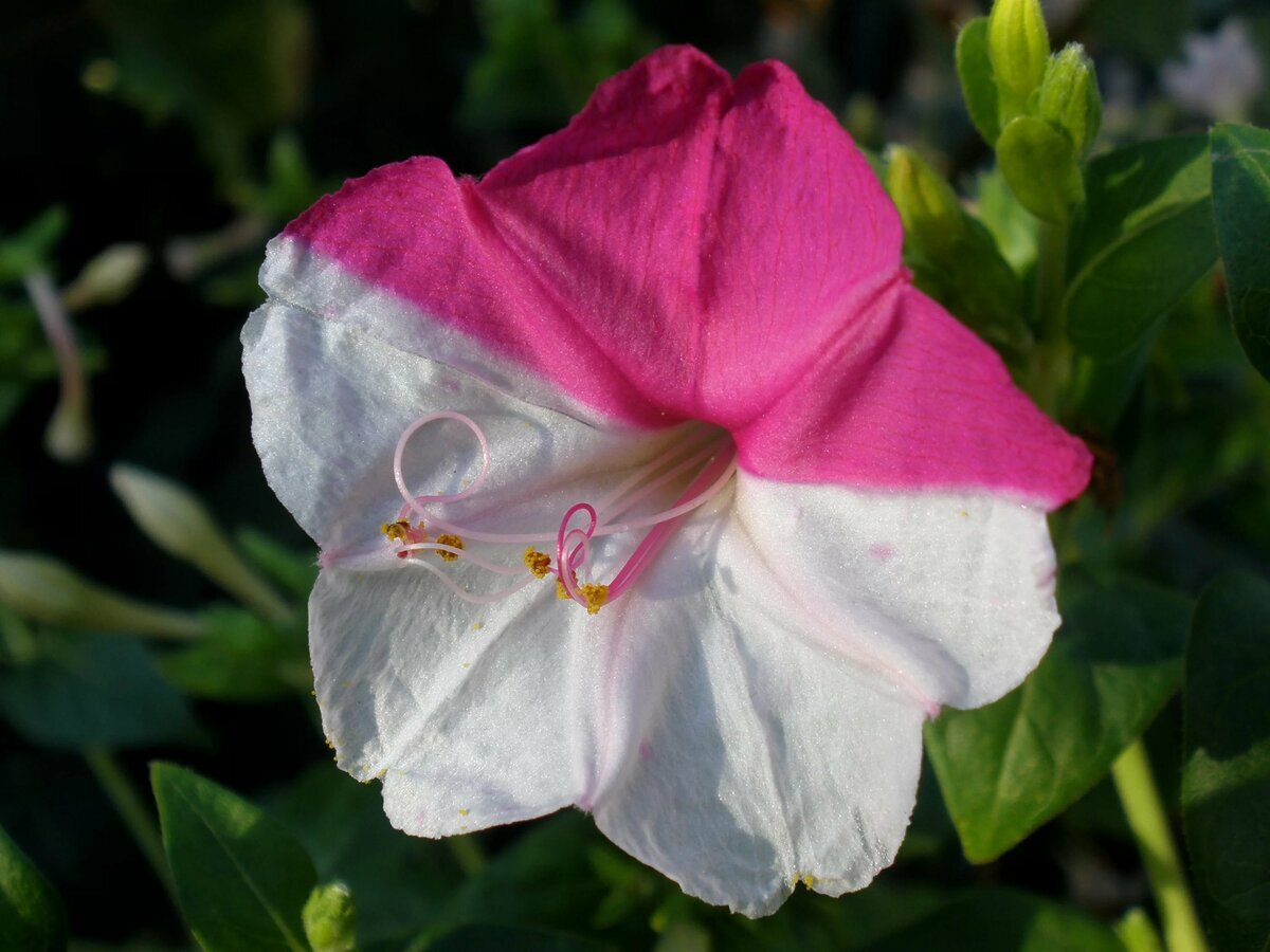 Ночная красавица Mirabilis Jalapa