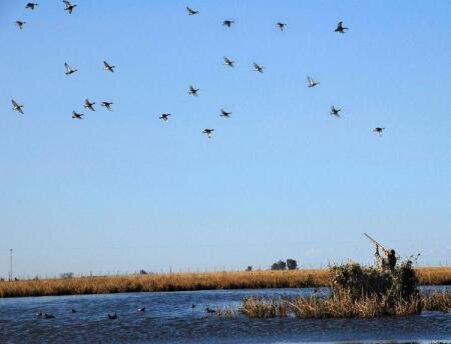    Можно совсем обойтись без сооружения специального скрадка. Уже довольно много лет я, охотясь на гусей на полях, не устраиваю стационарных засидок, а поступаю следующим образом. Выяснив место кормежки гусей по следам или понаблюдав за ними, ищу относительно глубокую борозду, какую-нибудь неровность на поверхности поля или участок с незамятым загущенным травостоем и устраиваю себе лежачее место. Под себя подстилаю туристический непромокаемый коврик, потому что весной и осенью земля часто бывает сырой и холодной. Лучше, если он будет защитного цвета. Сверху накрываюсь или маскировочной сеткой (размер желателен не менее 1,5X2,0 м), или куском ткани, тоже защитного цвета, это может быть брезент или синтетика, все равно. Под защитной окраской подразумевается такая, которая гармонирует с цветом, окружающим охотника на поле, а не просто любая камуфляжная. Одежда самого охотника должна быть однотонной и не выделяться на общем фоне, что тоже очень важно. Охота на уток осеньюБывают случаи, когда охотнику после выстрела по гусям необходимо вылезти из-под маскирующей его ткани или за добычей, или дострелить подранка, или еще за чем-нибудь и отойти от своего укрытия довольно далеко. Нередко как раз в это время приближается другая стая. Бежать за укрытие не имеет смысла — заметят! Вот тут-то и пригодится одежда защитного цвета. Нужно быстро лечь головой в сторону приближающихся птиц, лучше в борозду или хотя бы в маленькое углубление, чтобы не выделяться на поле, и ждать их подлета. У гусей великолепное зрение, и даже небольшое движение они засекают с расстояния 500—600 метров, поэтому лежать нужно совершенно неподвижно. Все, о чем сейчас идет речь, полностью относится и к поведению охотника в скрадке. За приближающейся стаей необходимо следить, хотя делать это не очень просто. Пока птицы еще далеко, далее 200 м, можно смотреть, слегка приподняв голову, но по мере их приближения нужно ее опускать, потому что светлое лицо иногда хорошо выделяется на относительно темном фоне, и продолжать наблюдение уже как бы исподлобья. Сразу следует сказать, что головной убор охотника должен быть без козырька, так как он очень мешает наблюдению. Если решено стрелять влет, а не ждать посадки гусей, то напускать налетающих надо как можно ближе и подниматься для выстрела, когда они почти над головой или на линии охотника, если птицы справа или слева.   Даже когда все продумано и охотник выбрал участок на поле, постоянно посещаемый гусями, есть вероятность того, что они не сядут на расстоянии верного выстрела, а выберут для посадки место чуть в стороне, но это «чуть», пусть оно составляет всего 50— 70 м, уже исключает возможность результативной стрельбы. Значит, встает вопрос о приманивании гусей именно к нужному месту. Для этого существуют два основных приема — применение профилей или чучел и манок. Начнем со второго. Использование на охоте только одного манка не всегда дает положительный результат. Как уже говорилось, гуси птицы очень осторожные и, доверяя своему слуху, все-таки стараются подтвердить информацию зрением. Они снижаются и внимательно осматривают место, откуда раздается голос их собратьев, и, ничего не обнаружив, я имею в виду собратьев, неохотно идут на посадку, поэтому при охоте с манком чаще возникает возможность выстрела влет. 